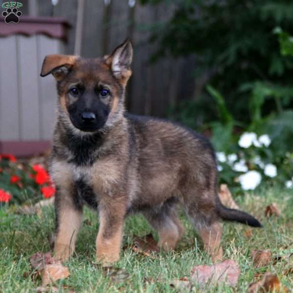 Krissy, German Shepherd Puppy