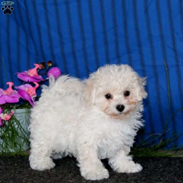 Krissy, Bichon Frise Puppy