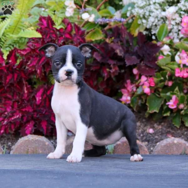 Krissy, Boston Terrier Puppy