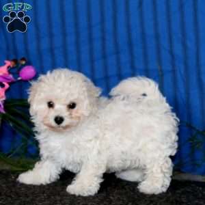 Krissy, Bichon Frise Puppy