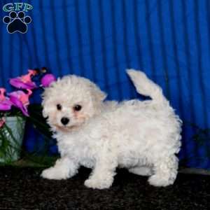 Krissy, Bichon Frise Puppy