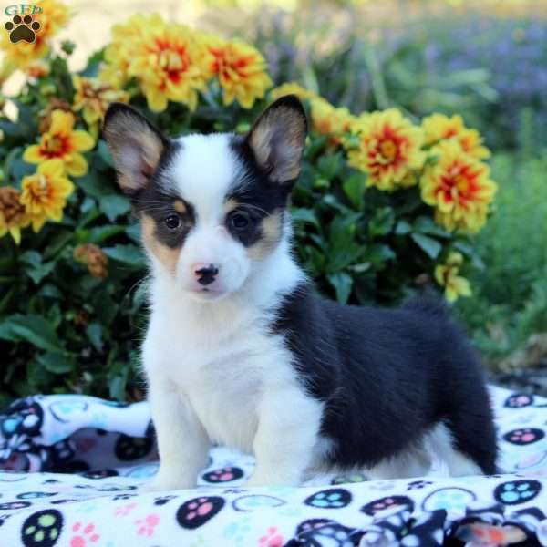 Kristina, Pembroke Welsh Corgi Puppy