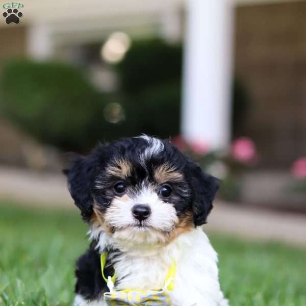 Kyle, Cavachon Puppy