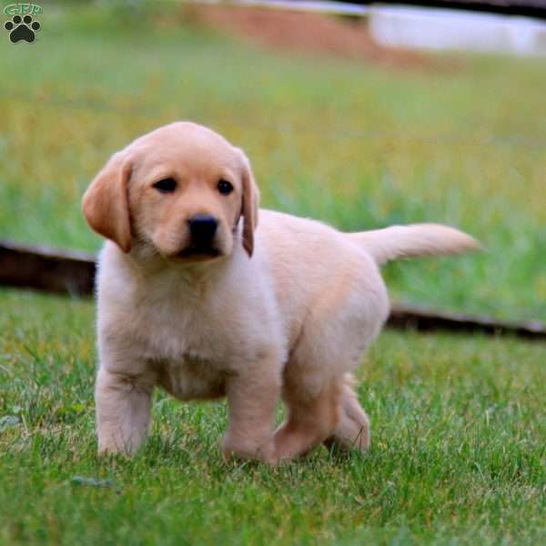 Kyle, Fox Red Labrador Retriever Puppy