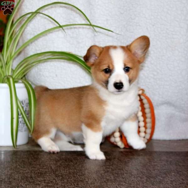 Kyle, Pembroke Welsh Corgi Puppy