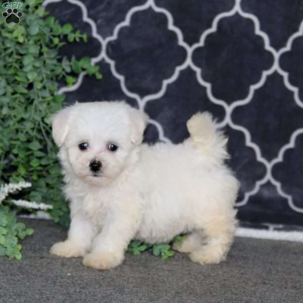 Kyle, Bichon Frise Puppy