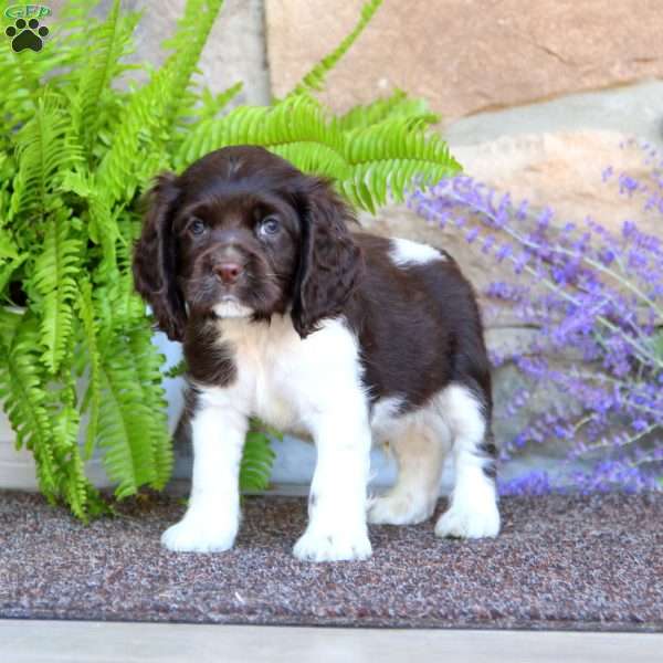 Kyle, Cocker Spaniel Puppy