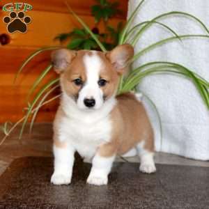 Kyle, Pembroke Welsh Corgi Puppy