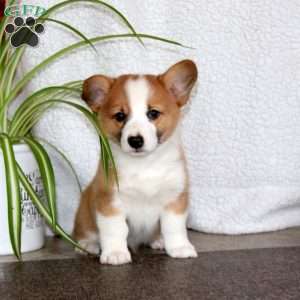 Kyle, Pembroke Welsh Corgi Puppy