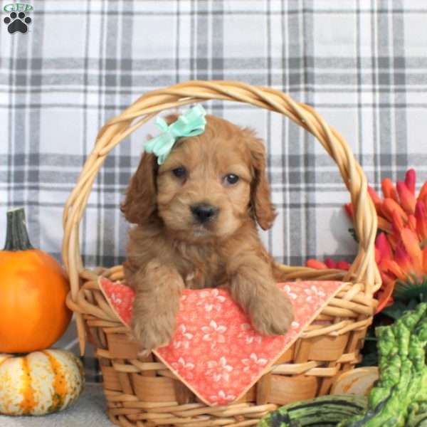 Lacey, Cockapoo Puppy