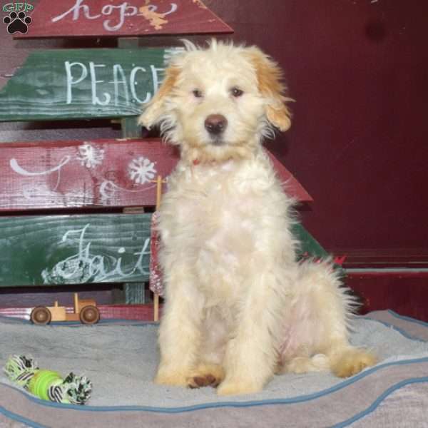 Lady, Portuguese Water Dog Puppy