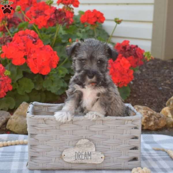 Lady, Miniature Schnauzer Puppy