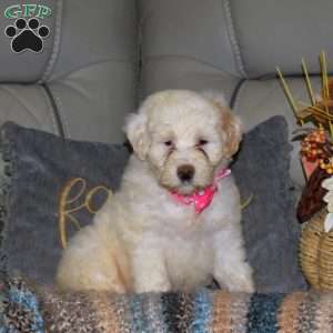 Lady, Portuguese Water Dog Puppy