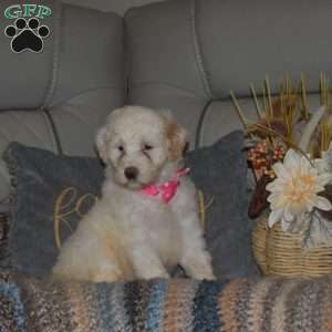 Lady, Portuguese Water Dog Puppy