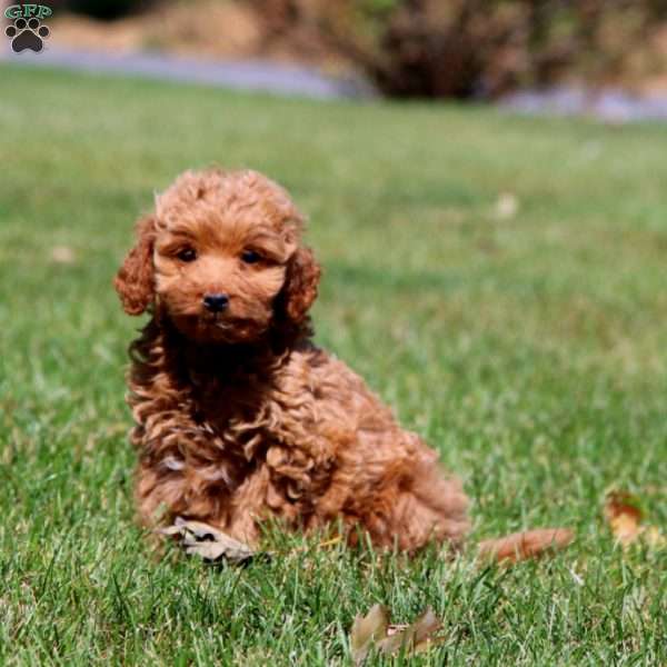 Lady, Mini Goldendoodle Puppy