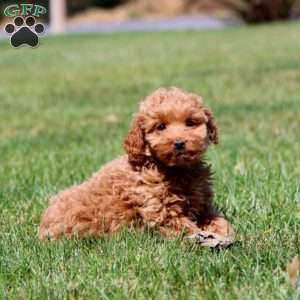 Lady, Mini Goldendoodle Puppy