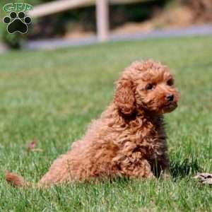 Lady, Mini Goldendoodle Puppy