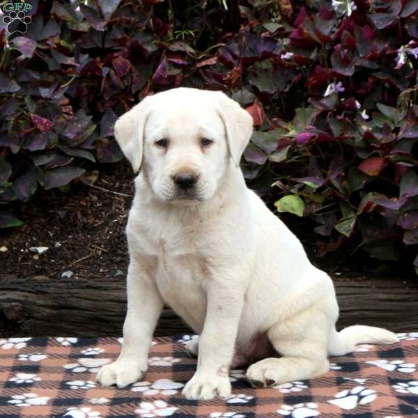 Lamar, Yellow Labrador Retriever Puppy