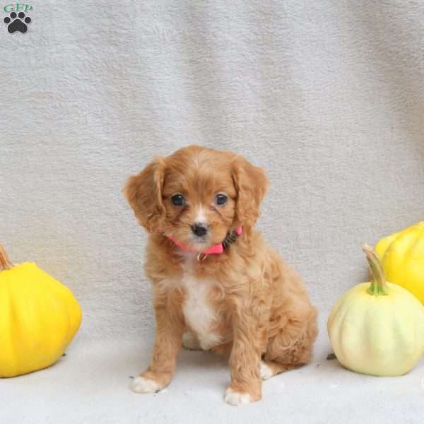 Lana, Cavapoo Puppy