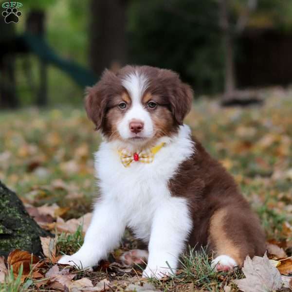 Landon, Australian Shepherd Puppy