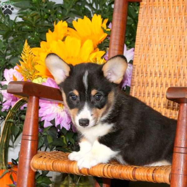 Landon, Pembroke Welsh Corgi Puppy