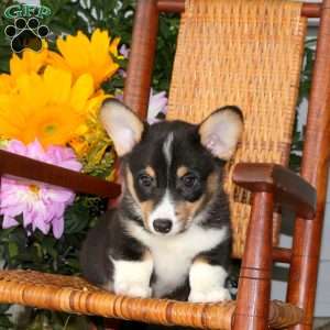 Landon, Pembroke Welsh Corgi Puppy