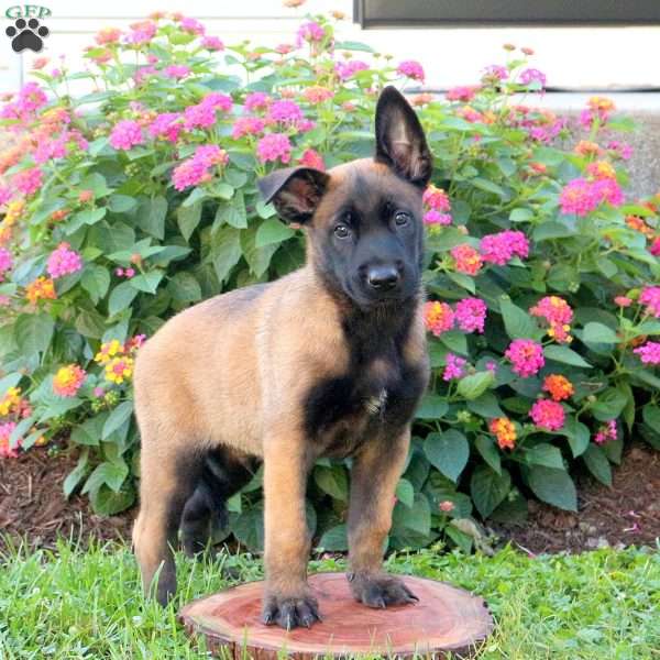 Lane, Belgian Malinois Puppy