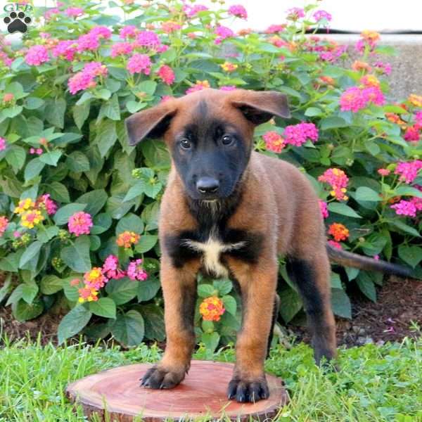 Lark, Belgian Malinois Puppy