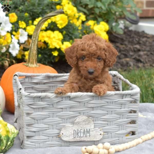 Latte, Mini Goldendoodle Puppy