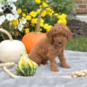 Latte, Mini Goldendoodle Puppy