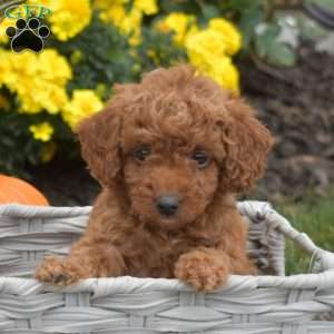 Latte, Mini Goldendoodle Puppy