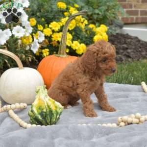 Latte, Mini Goldendoodle Puppy