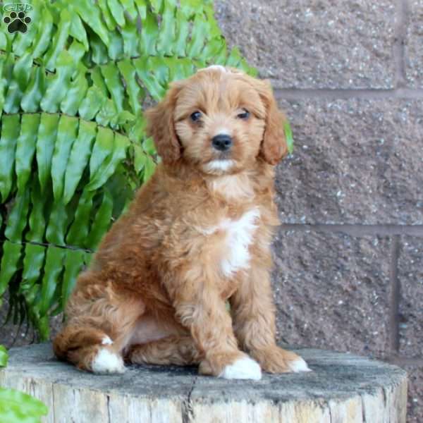 Laura, Cavapoo Puppy