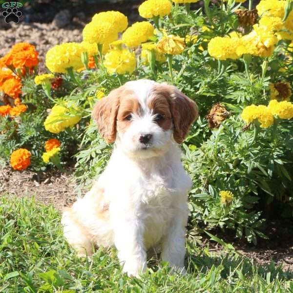 Lauren, Cockapoo Puppy
