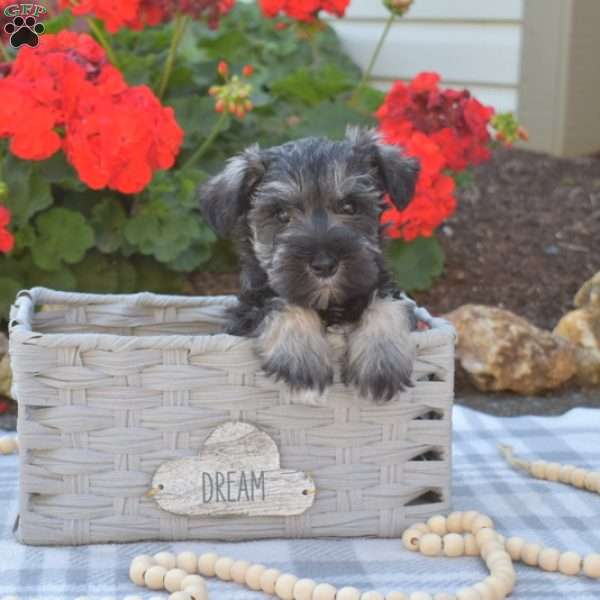 Layla, Miniature Schnauzer Puppy