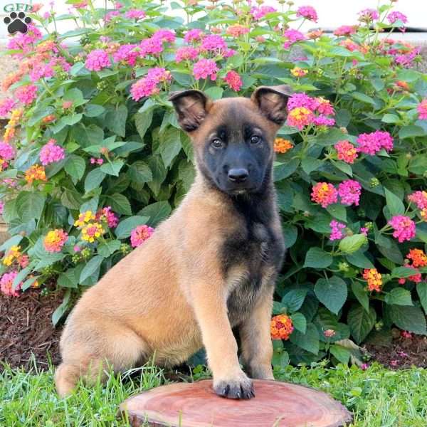 Layla, Belgian Malinois Puppy