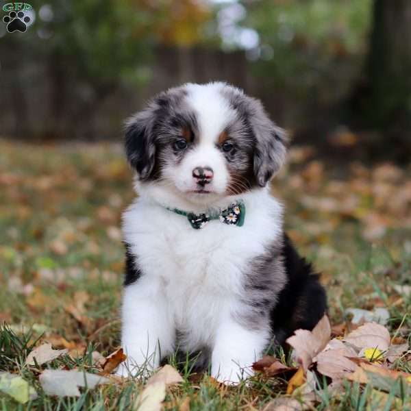 Leo, Australian Shepherd Puppy