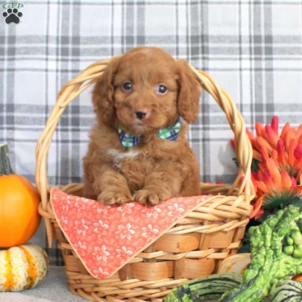 Leo, Cockapoo Puppy