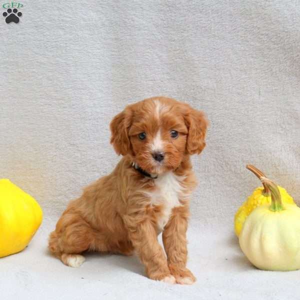 Leo, Cavapoo Puppy