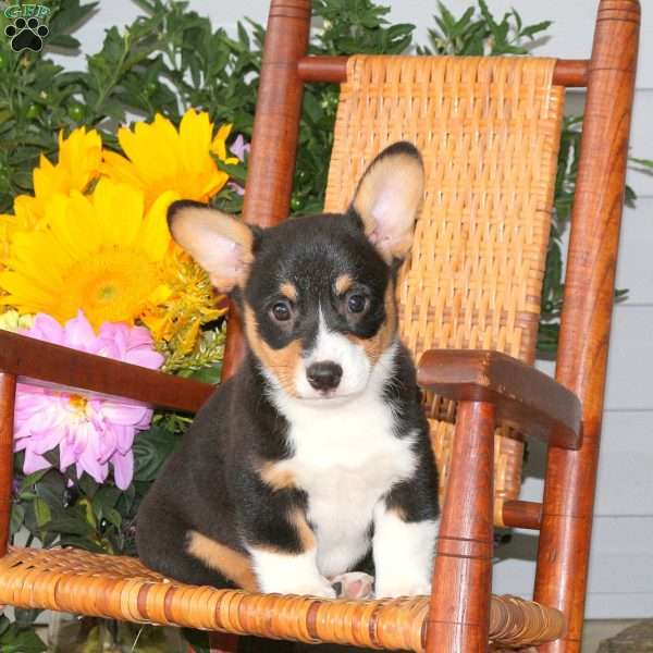 Leo, Pembroke Welsh Corgi Puppy