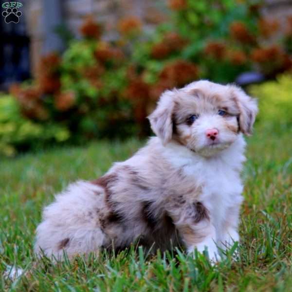 Leo, Miniature Australian Shepherd Mix Puppy