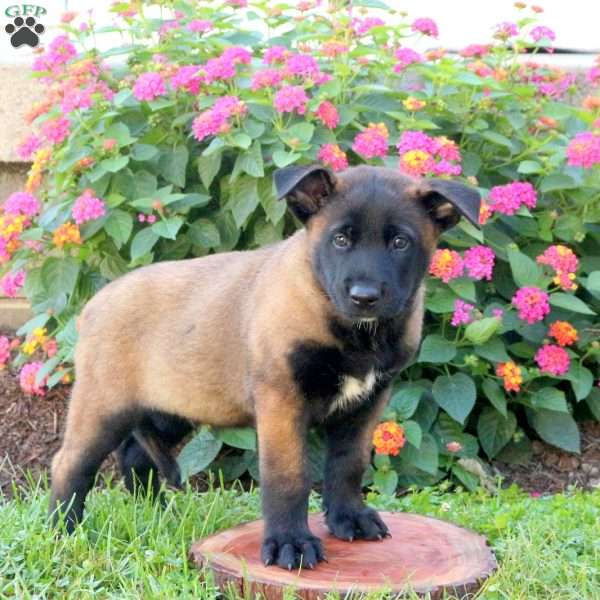 Leo, Belgian Malinois Puppy