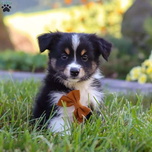 Leo, Miniature Australian Shepherd Puppy