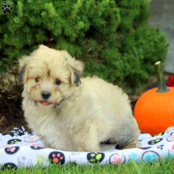 Leon, Havanese Puppy