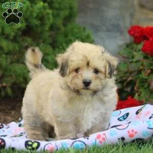 Leon, Havanese Puppy