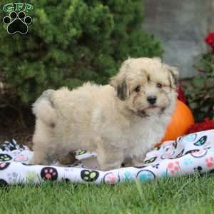 Leon, Havanese Puppy