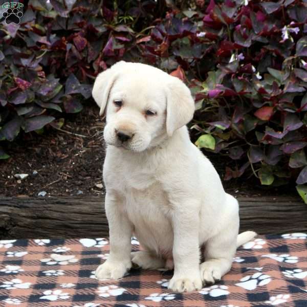 Leslie, Yellow Labrador Retriever Puppy