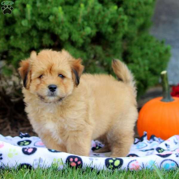 Lewis, Havanese Puppy