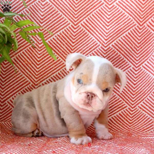 Lexi, English Bulldog Puppy