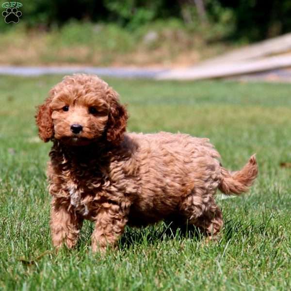 Lexi, Mini Goldendoodle Puppy